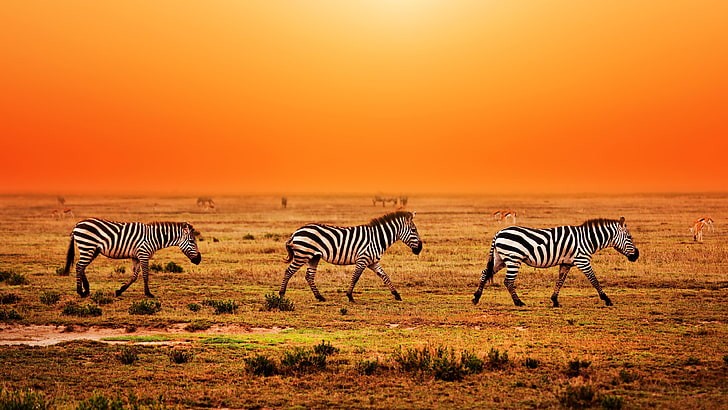 Three zebras walking against a sunset backdrop